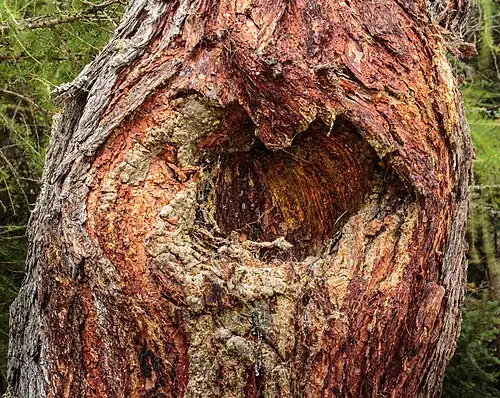 Bark, with a wound from a broken branch.