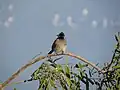 A bird