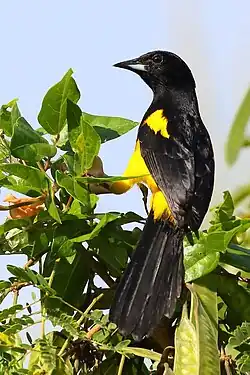 all-black head, back, wings, and tail of North Central America population