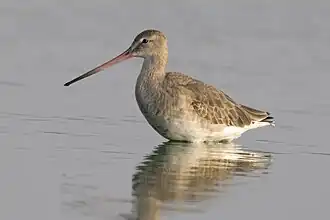 Black-tailed godwit