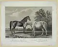 Black Hawk & Lady Suffolk, J.H. Bufford, 1855