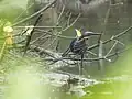 In its natural habitat from wetlands of Ernakuam, Kerala, India