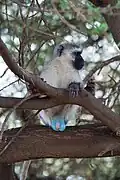 Gray monkey