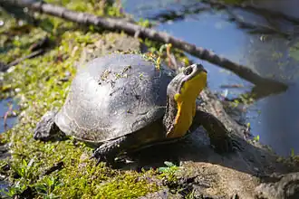 Blanding's turtle (Emydoidea blandingii)