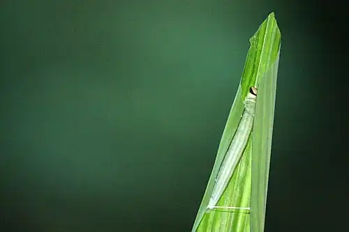 Larva