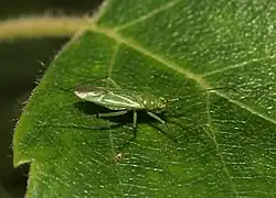 Blepharidopterus angulatus on Silver Birch