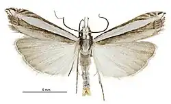 Angustalius malacelloides