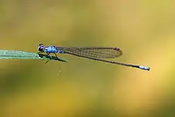 Male