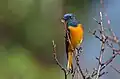 A particularly bold Blue-fronted Redstart at Deoria Taal, Uttarakhand