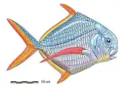 Birgeria sp.