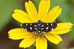 Bocchoris inspersalis