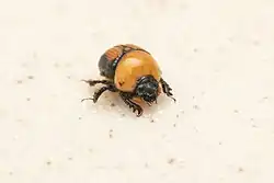 Bolbochromus laetus
