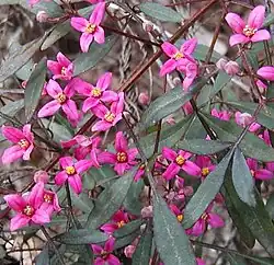 Boronia fraseri