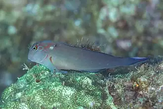 Borracho mono (Ophioblennius steindachneri), Cabo San Lucas, Baja California, México, 2024-12-18, DD 80
