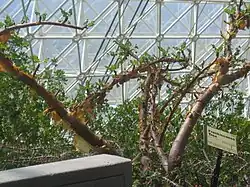 Boswellia sacra inside Biosphere 2