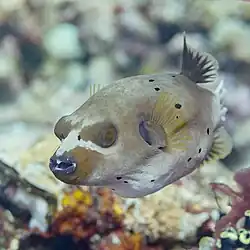 Botete cara de perro (Arothron nigropunctatus), Anilao, Filipinas, 2023-08-25, DD 64