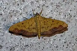 Botyodes asialis