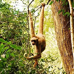 Northern muriqui