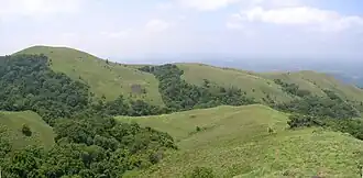 Shola forests