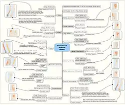 Mind map showing branches of brachial plexus