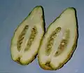 Cross section of Braverman etrog