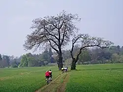 Cyclists on a bridleway