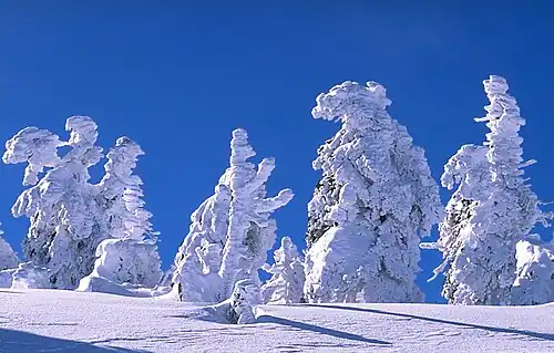 Snow-swept trees (February 2006)