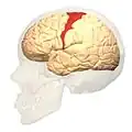 Lateral view.