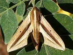 Theretra silhetensis