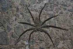Female