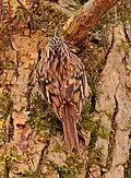 A creeper at Great Falls, Maryland, US