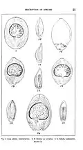 Illustration of three varieties of areca nuts once widely used in betel nut chewing in the Philippines, from Philippine Palms and Palm Products (1903)
