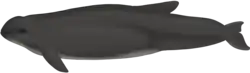 Burmeister's porpoise