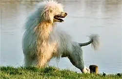 White is one of the less-common colours among PWDs.