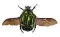 With outspread wings; note the closed elytra