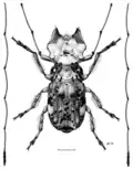 Illustration by Des Helmore.
