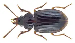Caelostomus picipes