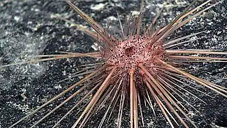 "Caenopedina cf. hawaiiensis" seen off Hawaii by NOAA Okeanos Explorer mission
