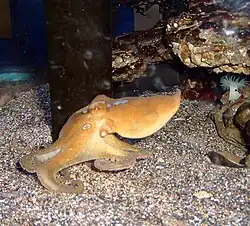 California two-spot octopus