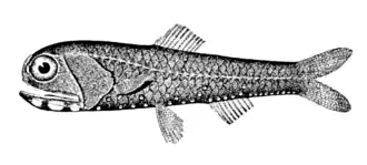 Image 13Lantern fish (from Deep-sea fish)