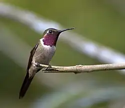 Amethyst woodstar