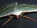 Close-up of head and forelegs