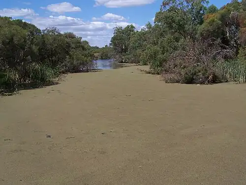 Same location covered in a carpet of Azolla in March 2007
