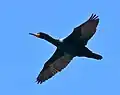 In flight over shoreline