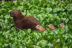 A capybara or carpincho