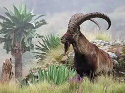 Image 37A Walia Ibex in Simien Mountains National Park, one of the national symbols of Ethiopia, found only in the north of the country (from Ethiopia)