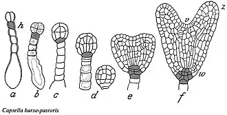 Capsella bursa-pastoris drawing by Johannes von Hanstein