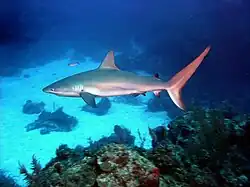 Image 34A Caribbean reef shark cruises a coral reef in the Bahamas. (from Coral reef fish)