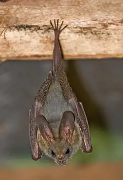 Brown bat