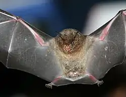 Black bat
